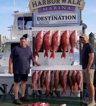 Red Snappers Majesty on the Horizon!